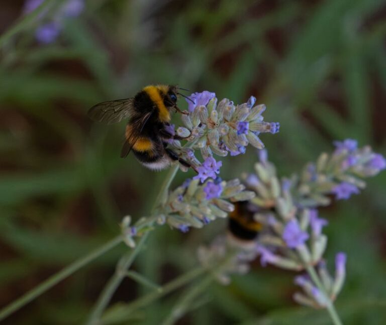🌱 Tuintip: Kies bijenvriendelijke planten
