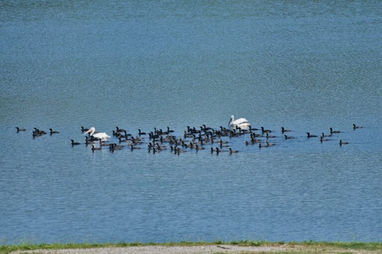 ☀️ Zomertip: Nationaal Park Lauwersmeer
