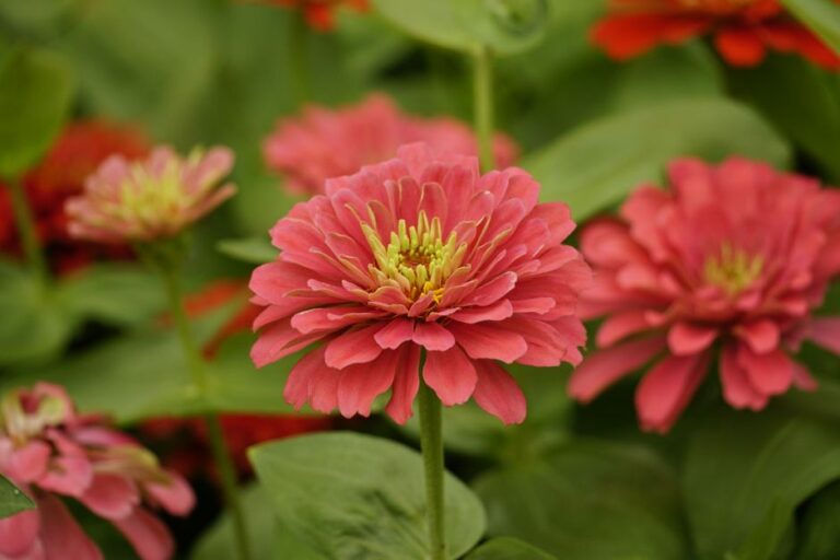 🌱 Tuintip: Verwelkte bloemen wegknippen