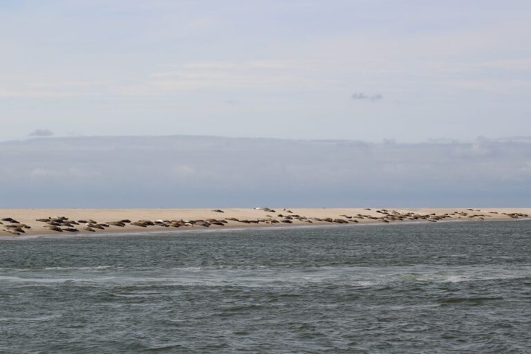 ☀️ Zomertip: Zeehonden spotten bij de Punt van Reide